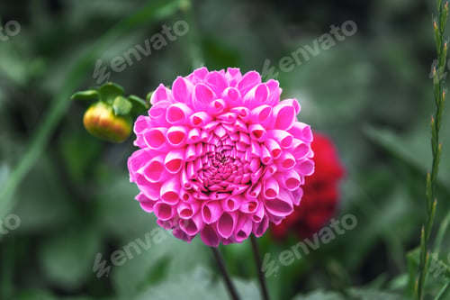 Preview: Pink Ken's Choice Dahlia Flower