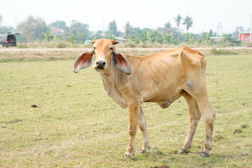 Preview: Cow in the green grass
