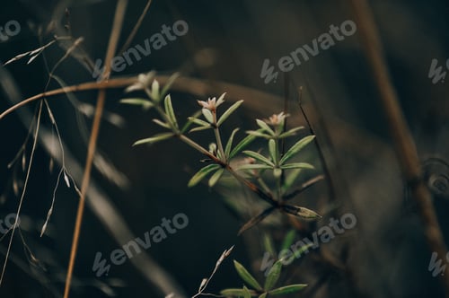 Preview: Grass in the field. Wild plant.