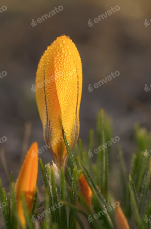 Preview: Macro shot of a yellow crocus covered with dew drops.