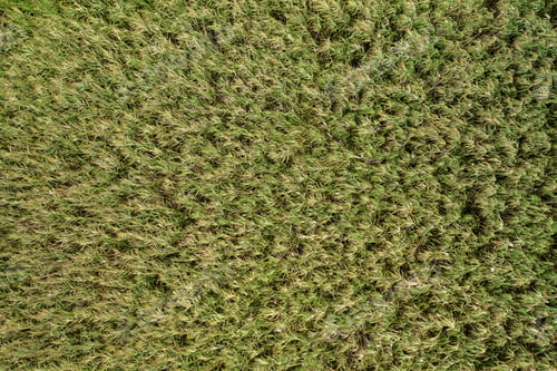 Preview: Infinite structure of a reed grass from aerial perspective