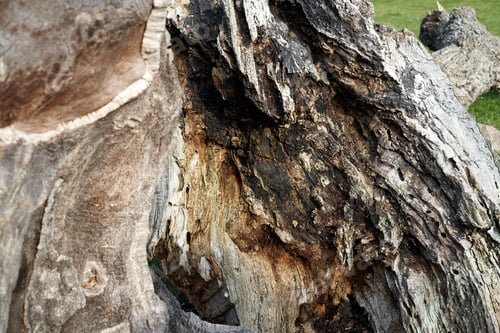 Preview: Old tree wood wrinkles