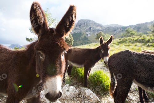 Preview: Catalan donkeys in the La Tramuntana mountain range, Majorca, Spain