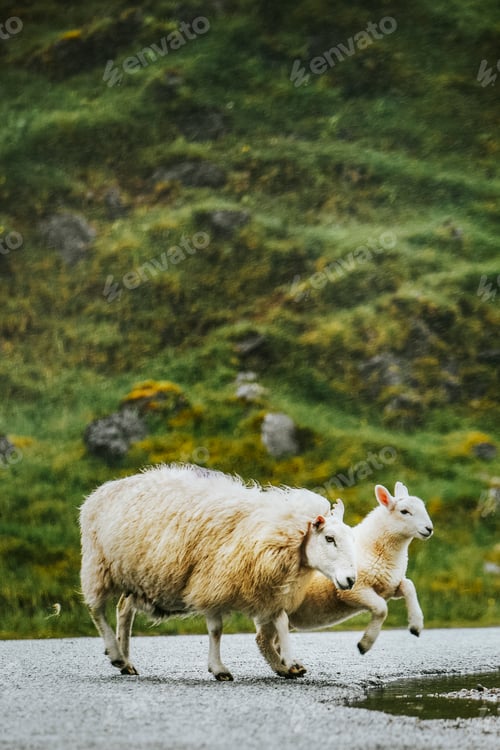 Preview: A sheep and a lamb in national park