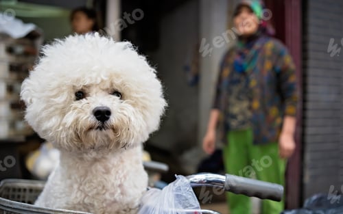Preview: Closeup of a cute bichon frise dog in a bicycle basket under the sunlight