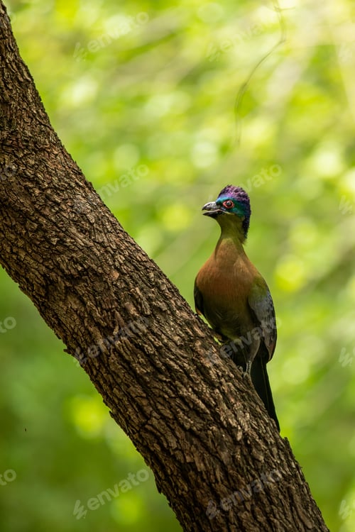 Preview: A Purple Crested Turaco, Gallirex porphyreolophus, on a branch.