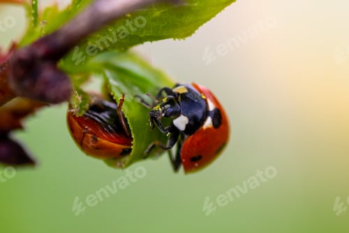 Preview: Close-up of a ladybug on a sprouting leaf against a yellow blurred backdrop