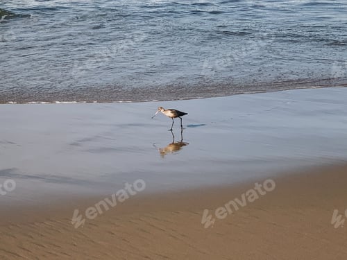 Visualização: Pequeno pássaro comendo perto do surf em uma praia arenosa na ensolarada Califórnia