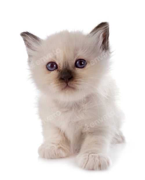 Preview: birman kitten in studio