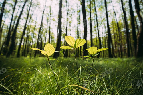 Preview: Growing Small Young Spring Sprigs Green Trees. Summer Sunny Day. Wide Angle
