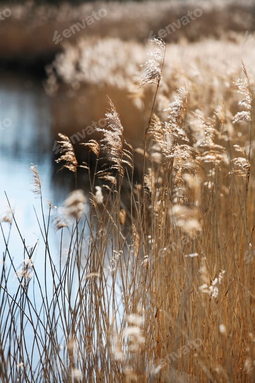Preview: Tall reed stalks and feathery seedheads growing in shallow water in fenland