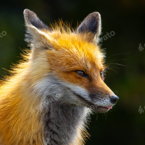 Preview: Fox in Yellowstone National Park