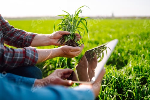 Preview: Two Farmers uses specialized app on digital tablet for checking wheat. Agriculture, ecology concept.