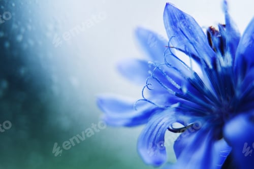 Preview: blue flower close-up. cornflower. empty space for a text