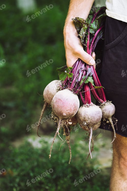 Preview: Farmer hands in gloves holding a bunch of freshly harvested beetroots and a garden spade