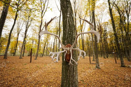 Preview: Horns of deer hang on tree at autumn forest.
