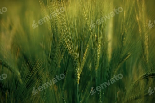 Preview: Focused close up view of growing green wheat on agricultural field