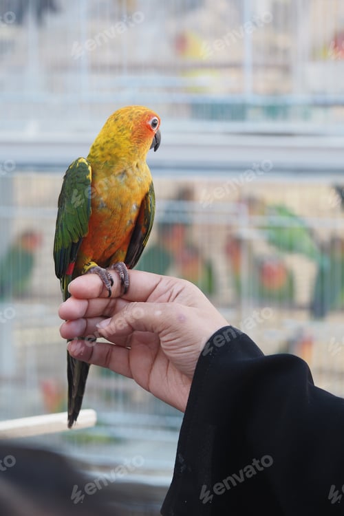 Preview: Colorful parrot perched on hand at a vibrant bird exhibition