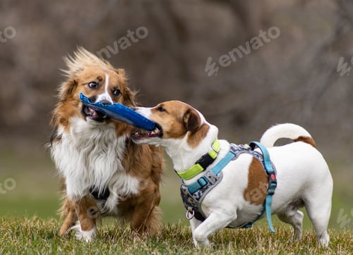 Preview: Selective focus shot of the two dogs playing with each other outdoors