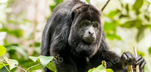 Preview: Black Howler Monkey