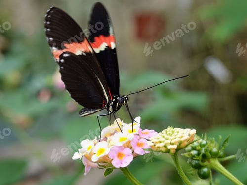 Preview: Small postman (Heliconius erato)
