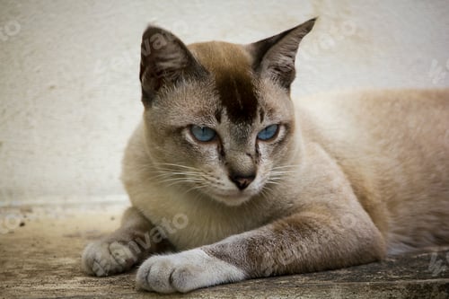 Preview: The gray cat is lying on the ground looking.