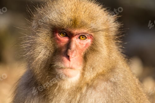 Preview: Monkey