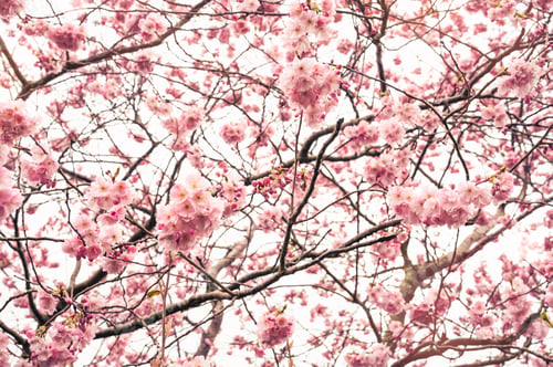 Vorschau: Traumhafte Kirschblüte an sonnigen Tagen, Frühling, selektiver Fokus, rosafarbene Sakura-Blüte im Vintage-Ton