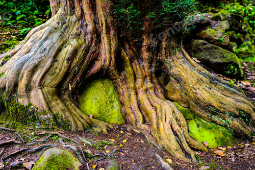 Preview: Moss-covered tree roots adorned with green rocks and dirt