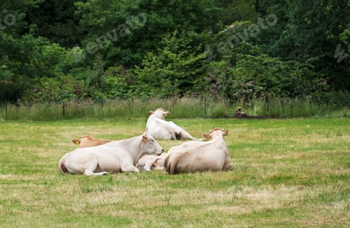 Preview: white cows