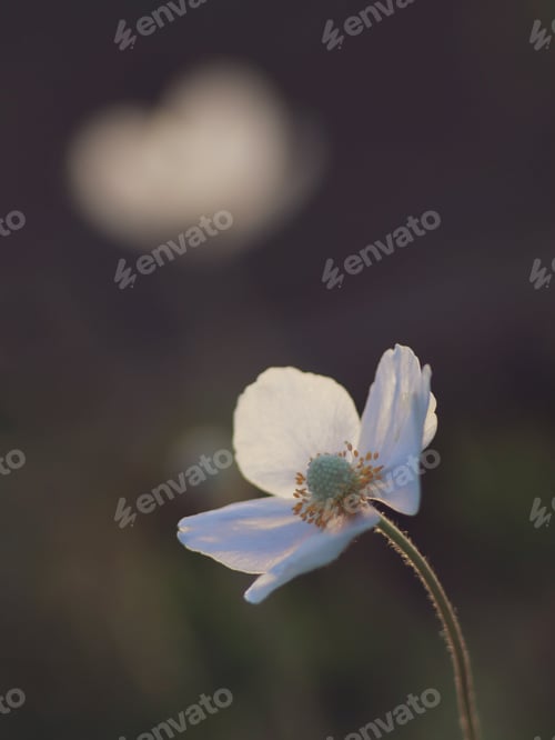 Preview: Natural background. Blurred background. Close-up. Beautiful anemone flower in artistic processing