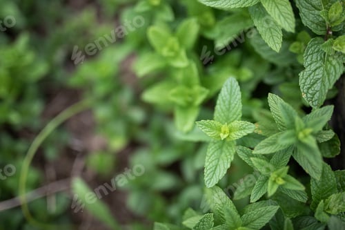 Preview: Fresh food