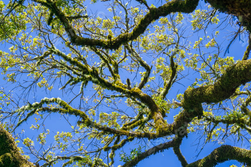 Preview: Live oak branches covered in moss on a blue sky background, California