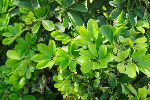 Preview: Plant green background, top view on evergreen Schefflera bush