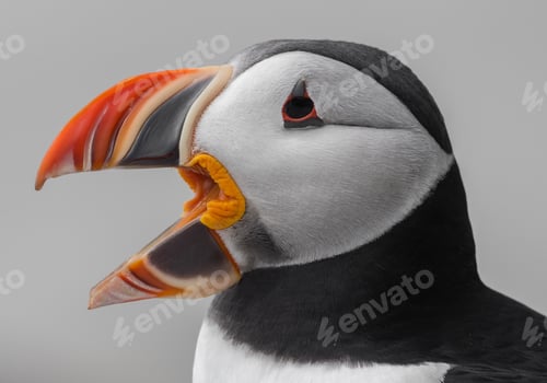 Preview: Atlantic Puffin Portrait in Maine