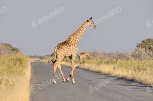 Preview: Giraffe crossing road