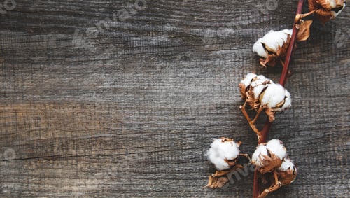Preview: white cotton flowers
