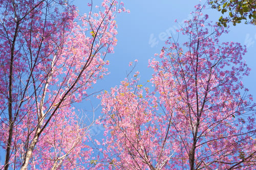 Preview: Sakura cherry flowers blossom trees of national park. Natural landscape background. Pink color