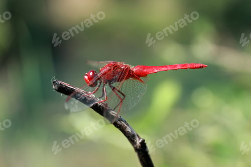 Preview: Dragonfly