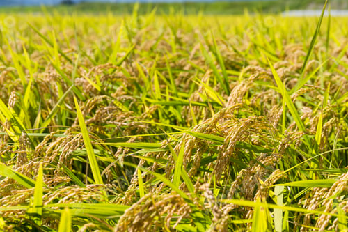 Preview: Rice field