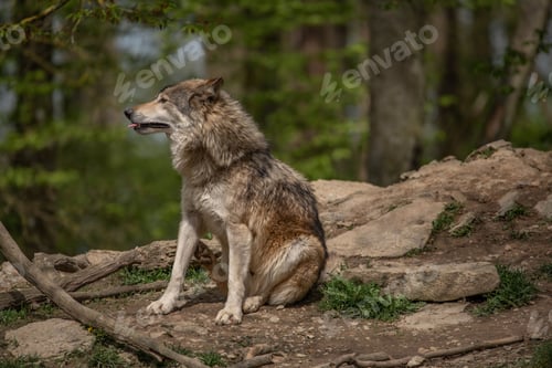 Preview: Gray wolf sitting on a rugged rocky surface in a dense forest.