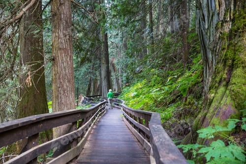 Preview: Boardwalk in the forest