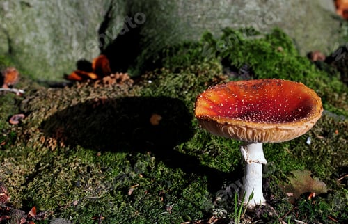 Preview: Closeup shot of a russet brittlegill fungus on the forest floor