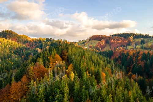 Preview: Aerial view of high mountain hills covered with dense yellow forest