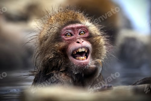 Preview: Little snow monkey standing in a shallow pool of water in Jigokudani Monkey Park, Japan