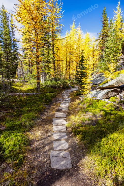 Preview: Scenic Hiking Trail in the woods with Yellow Larches Trees and Canadian Rocky Mountains