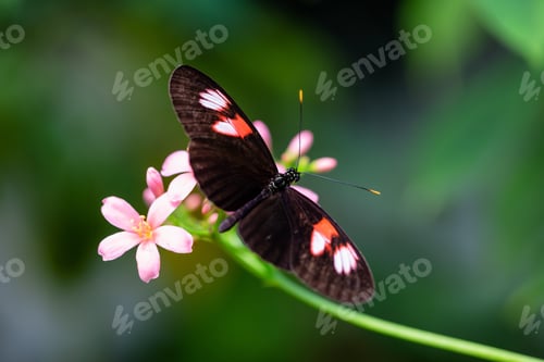 Preview: Macro Picture of a Butterfly