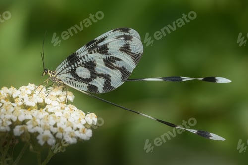 Preview: Closeup shot of a lacewing perched on a white flower.