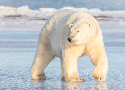 Preview: A Beautiful Alaska Place in the World in Picture