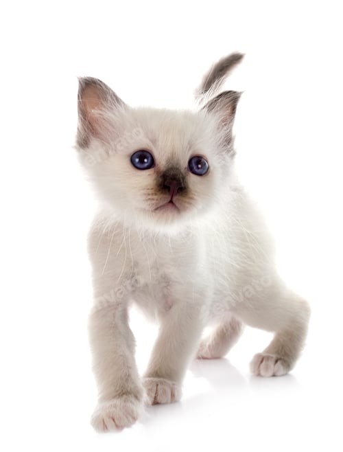 Preview: birman kitten in studio